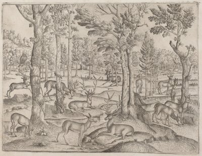 Deer in the Forest by Unbekannt