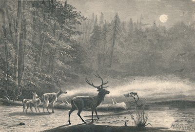 Deer on Lake St. Regis, at Night by Unbekannt
