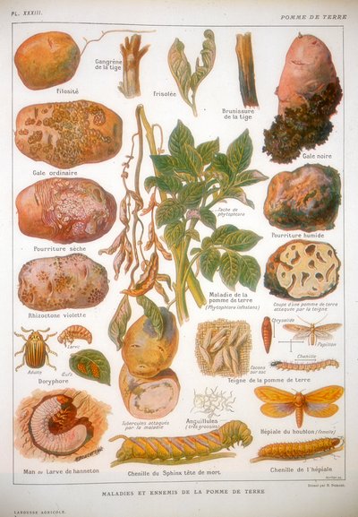Diseases of the Potato by Unbekannt