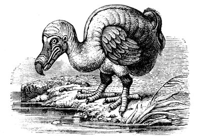 Dodo by Unbekannt