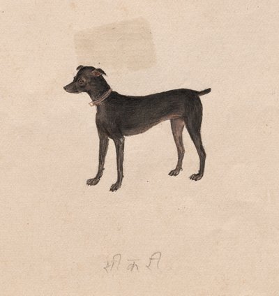 Dog by Unbekannt