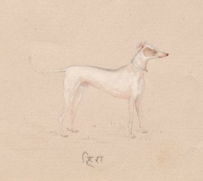 Dog by Unbekannt