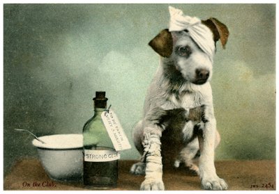 Dog in Bandages by Unbekannt