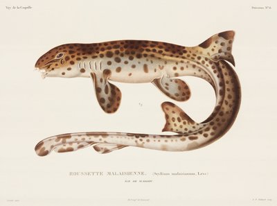Dogfish, Island of Waigiou by Unbekannt