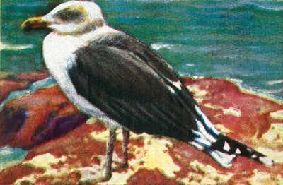 Dominican Gull, c1928 by Unbekannt