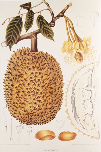 Durian by Unbekannt
