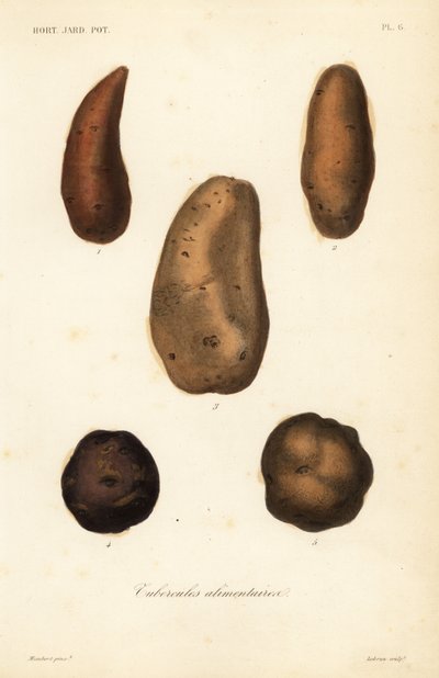 Edible tubers by Unbekannt