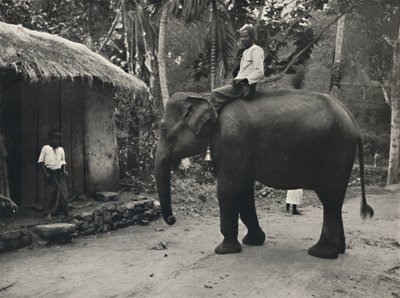 Elephant on a Path Near Kandy by Unbekannt