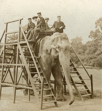 Elephant Ride by Unbekannt