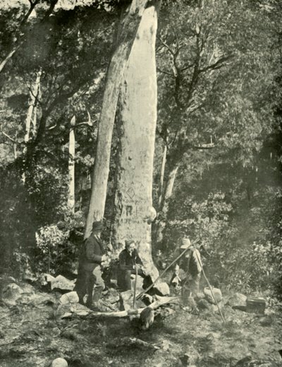 Eurobin Falls, Buffalo Mountains, 1901 by Unbekannt