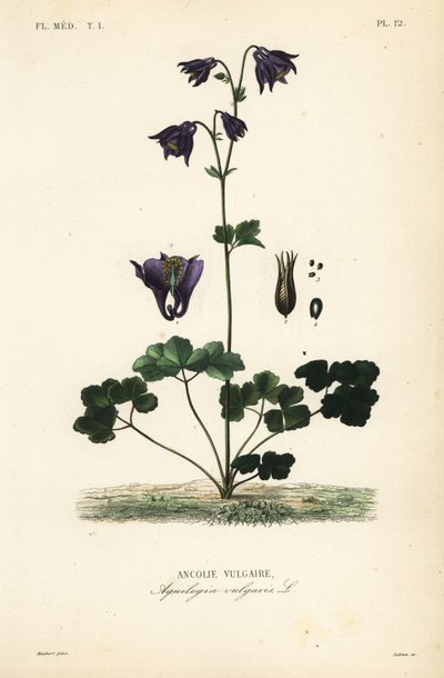 European columbine by Unbekannt