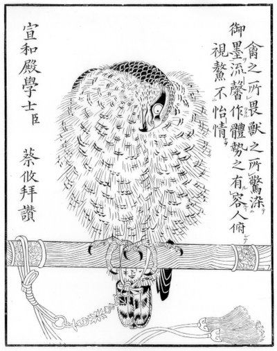 Falcon, 1886 by Unbekannt