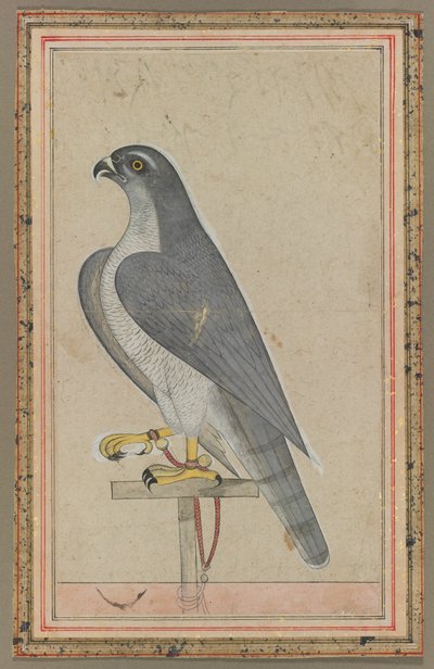 Falcon, c. 1770 by Unbekannt