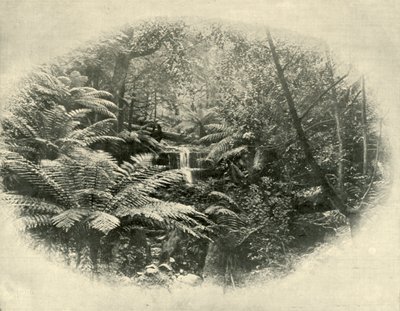 Fern Tree Gully, Tasmania, 1901 by Unbekannt