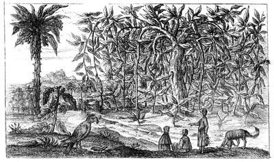 Fig Trees by Unbekannt