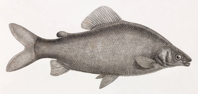 Fish: The Characin Nefasch by Unbekannt
