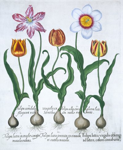 Five Tulips by Unbekannt