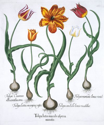 Five Tulips by Unbekannt