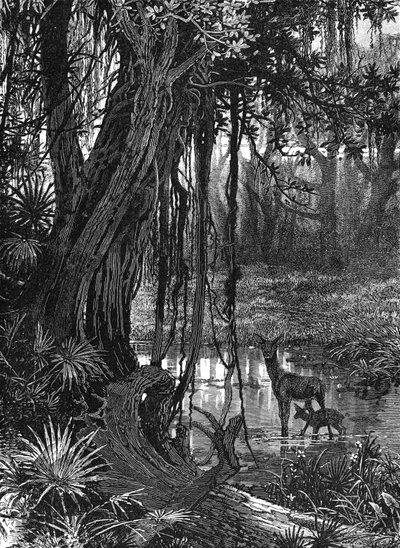 Florida Everglades, USA by Unbekannt