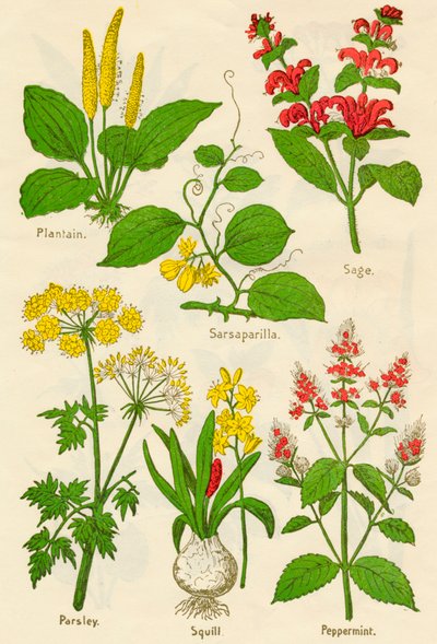 Flowers: Plantain, Sarsaparilla, Sage, Parsley, Squill, Peppermint by Unbekannt