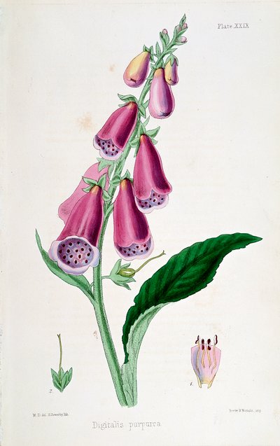 Foxglove Digitalis Purpurea by Unbekannt