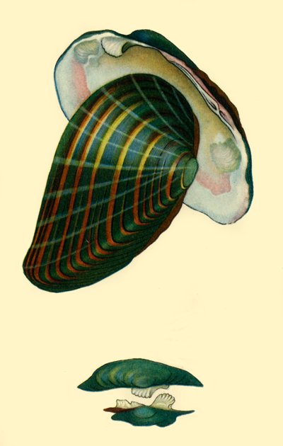 Freshwater Mussel by Unbekannt