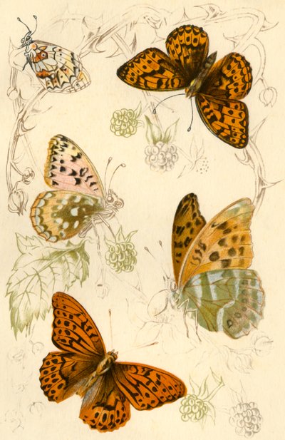 Fritillary Butterflies by Unbekannt
