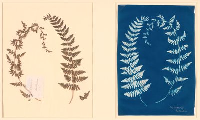 From the Hatton Fern Album by Unbekannt