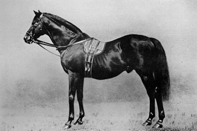 Galopin, 1872-1899 by Unbekannt