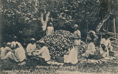 Gathering Cocoa, Trinidad, B.W.I. by Unbekannt