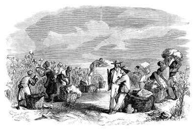 Gathering Cotton in a Cotton Plantation, c1895 by Unbekannt