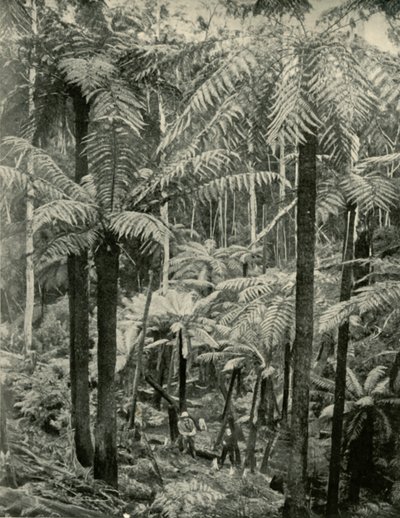 Giant Ferns at Gembrook by Unbekannt