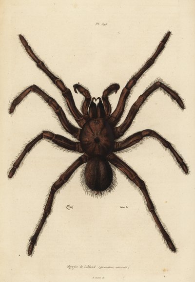 Goliath birdeater spider, Theraphosa blondi by Unbekannt