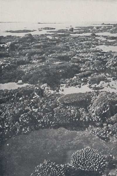 Great Barrier Reef, 1924 by Unbekannt