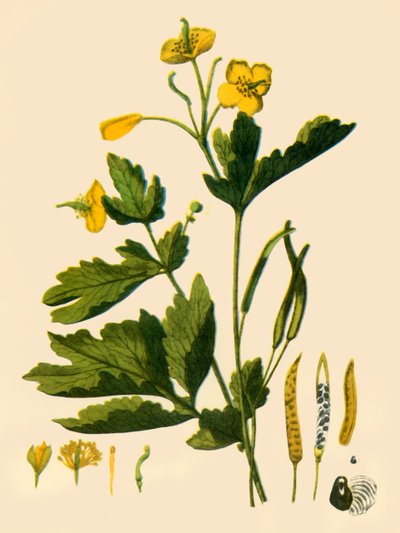 Greater Celandine by Unbekannt