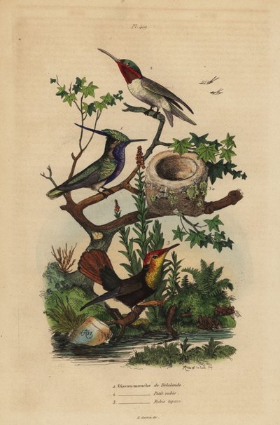 Green-crowned Plovercrest, Ruby-throated Hummingbird, and Ruby-topaz Hummingbird and Nest by Unbekannt