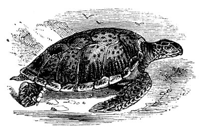 Green Turtle Chelone mydas, c1890 by Unbekannt