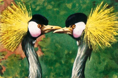 Grey crowned cranes by Unbekannt