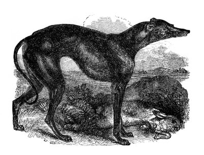 Greyhound, 1848 by Unbekannt