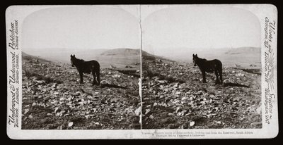 Boer War (South Africa) by Unbekannt