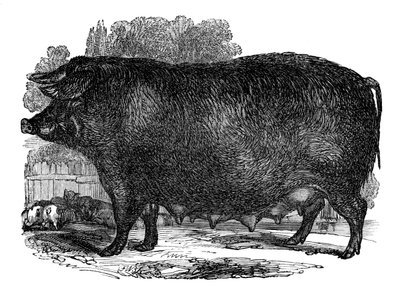 Hampshire sow, 1848 by Unbekannt