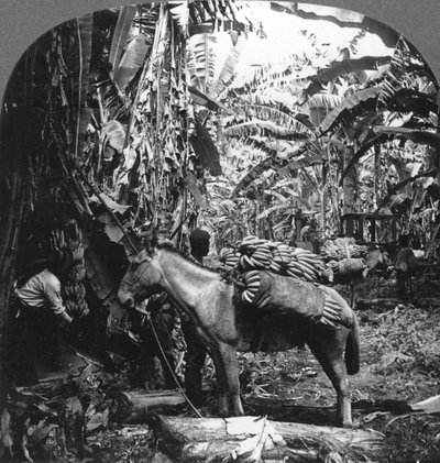 Harvesting Bananas, Costa Rica, 1909 by Unbekannt