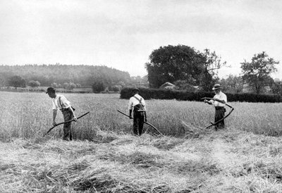 Harvesting hay, 1926 by Unbekannt