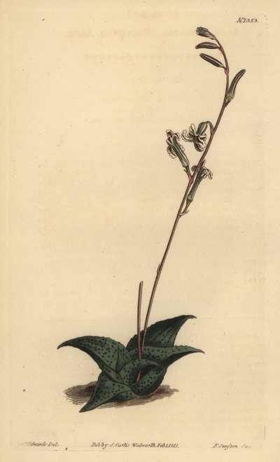 Haworthia venosa by Unbekannt