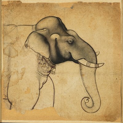 Head of an elephant by Unbekannt