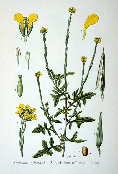 Hedge mustard by Unbekannt