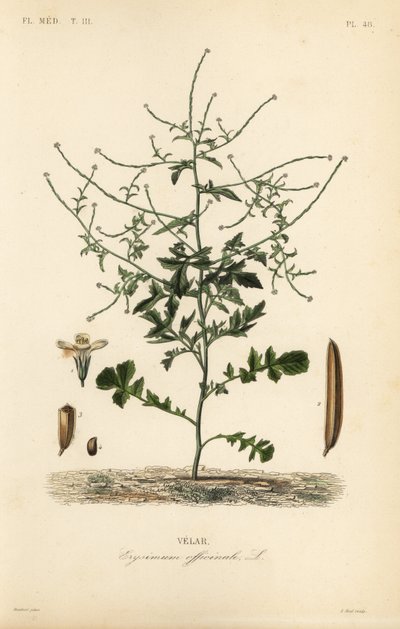 Hedge mustard, Sisymbrium officinale, Erysimum officinale by Unbekannt