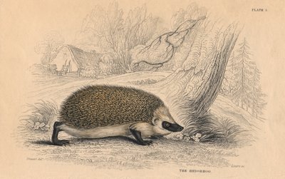 Hedgehog Erinaceus europeas by Unbekannt