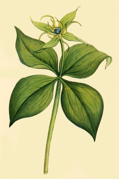 Herb Paris by Unbekannt
