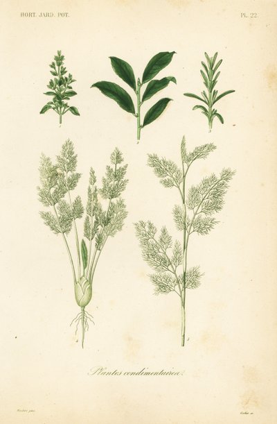Herbs by Unbekannt